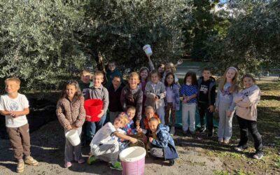 Vrijedne ruke naših Cvrčaka: Održana tradicionalna berba maslina u školskom vrtu